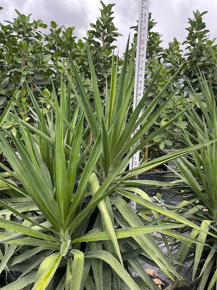 yucca-tips