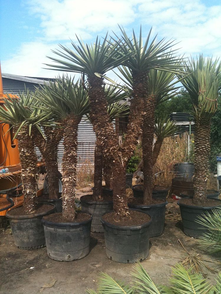 yucca-treculeana-spanish-dagger-don-quixote-s-lance