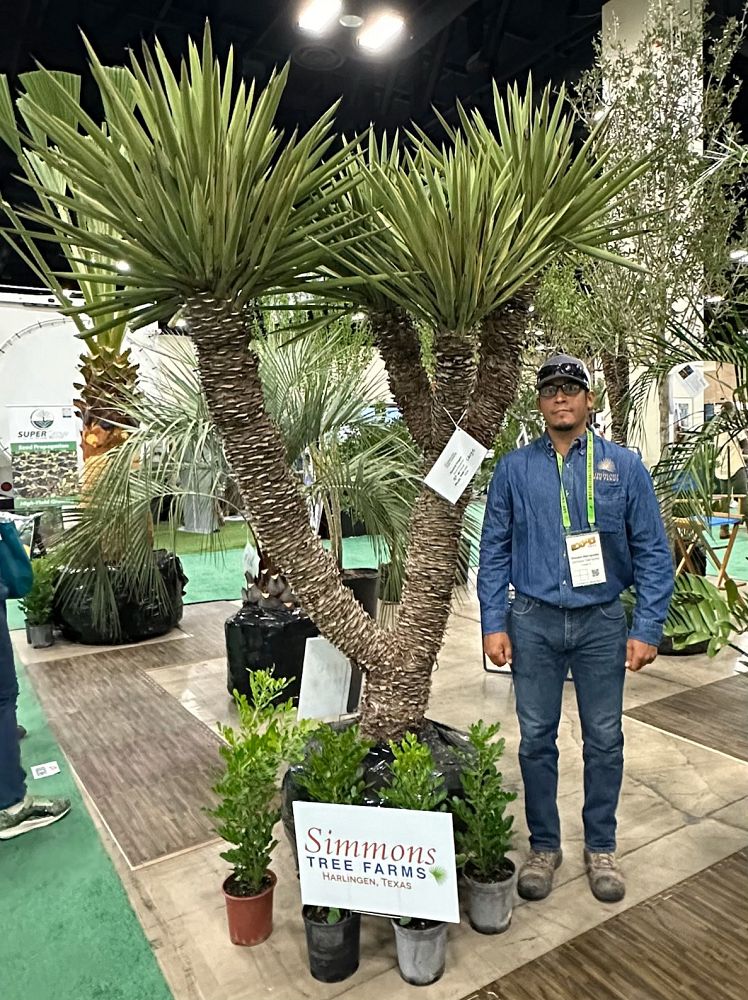 yucca-treculeana-spanish-dagger-don-quixote-s-lance