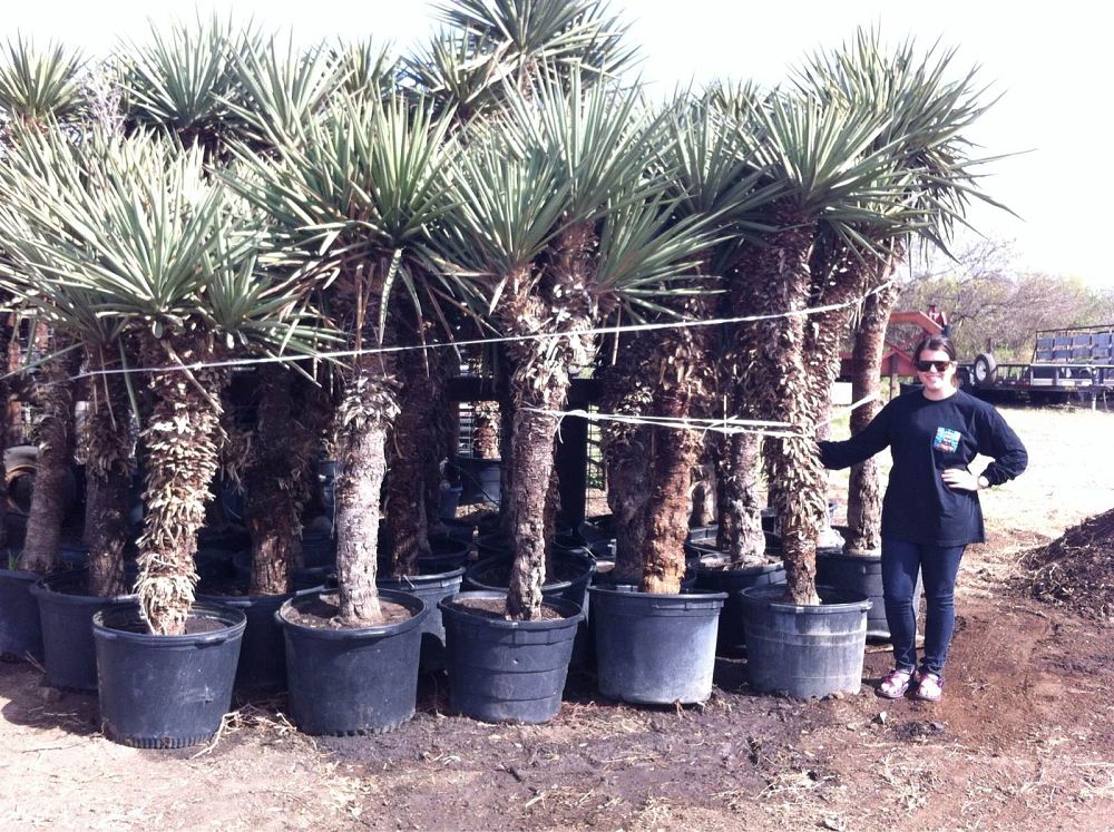 yucca-treculeana-spanish-dagger