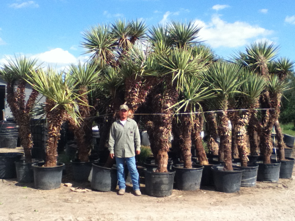 yucca-treculeana-spanish-dagger