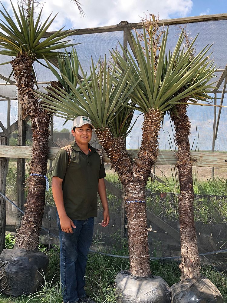 yucca-treculeana-spanish-dagger