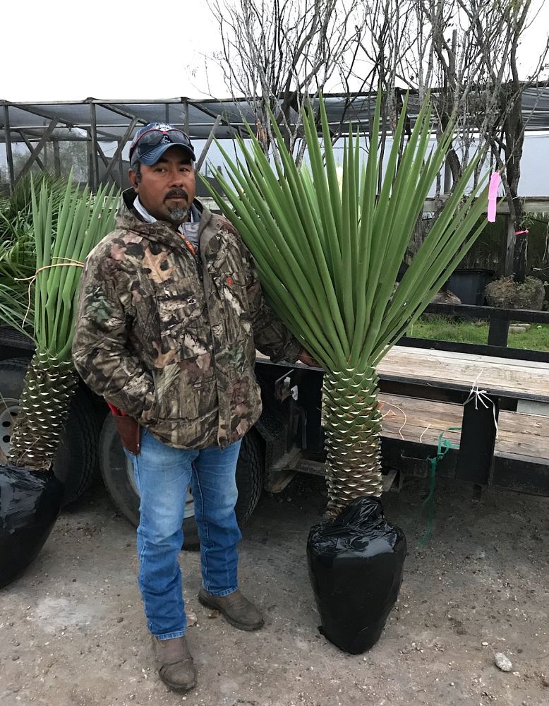 yucca-treculeana-spanish-dagger