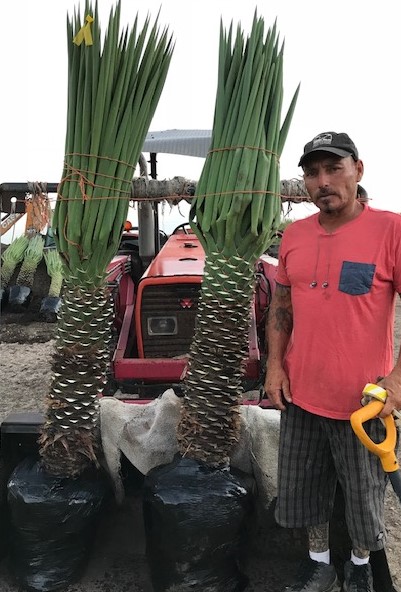 yucca-treculeana-spanish-dagger