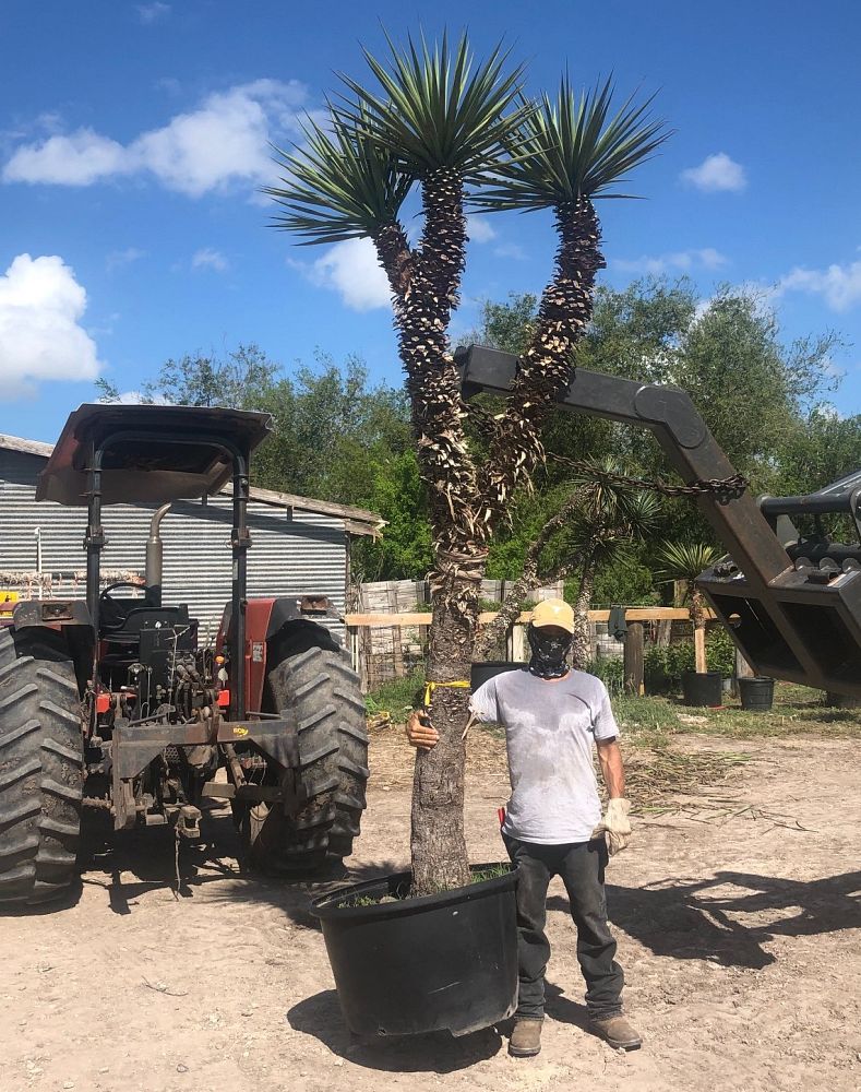 yucca-treculeana-spanish-dagger