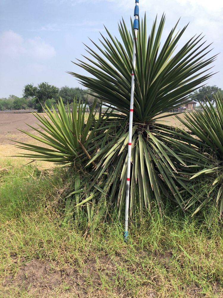 yucca-treculeana-spanish-dagger