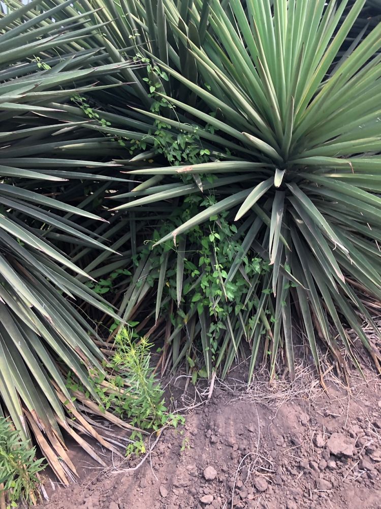 yucca-treculeana-spanish-dagger