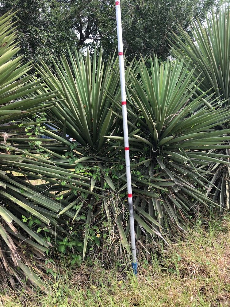 yucca-treculeana-spanish-dagger