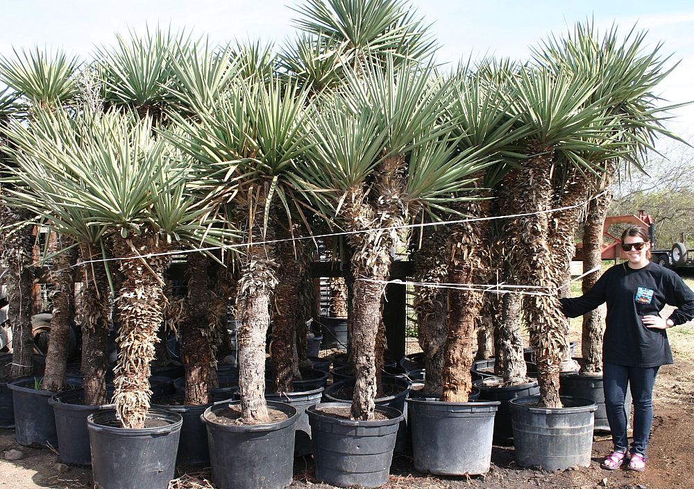 yucca-treculeana-spanish-dagger