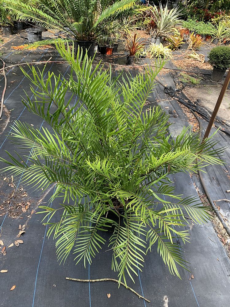 zamia-dominguensis