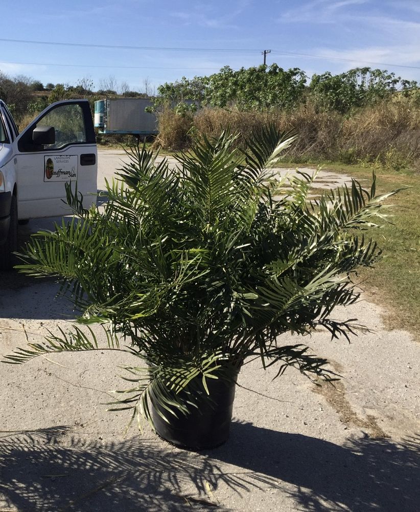 zamia-dominguensis
