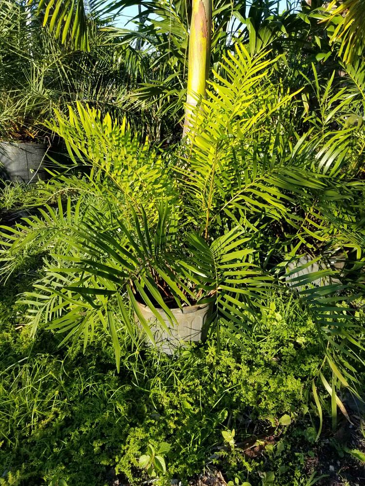 zamia-dominguensis