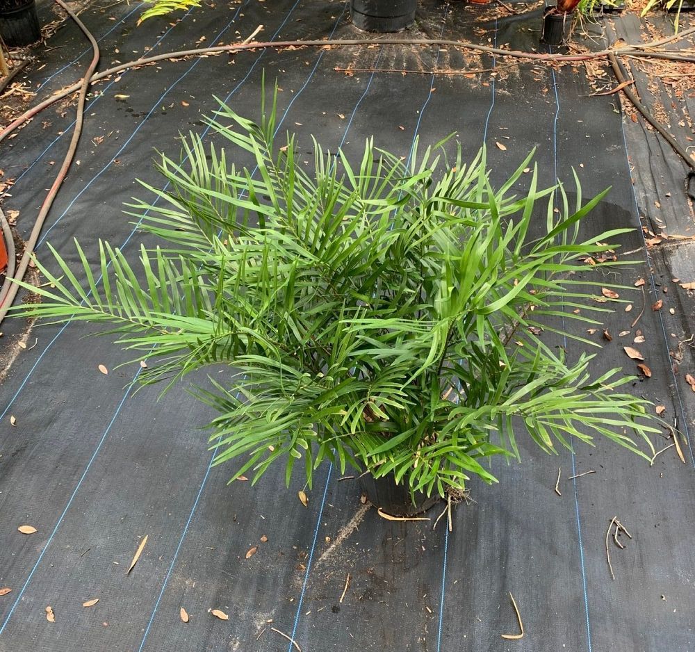 zamia-dominguensis