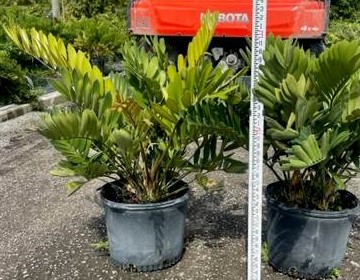 zamia-furfuracea-variegata-cardboard-palm-cycad