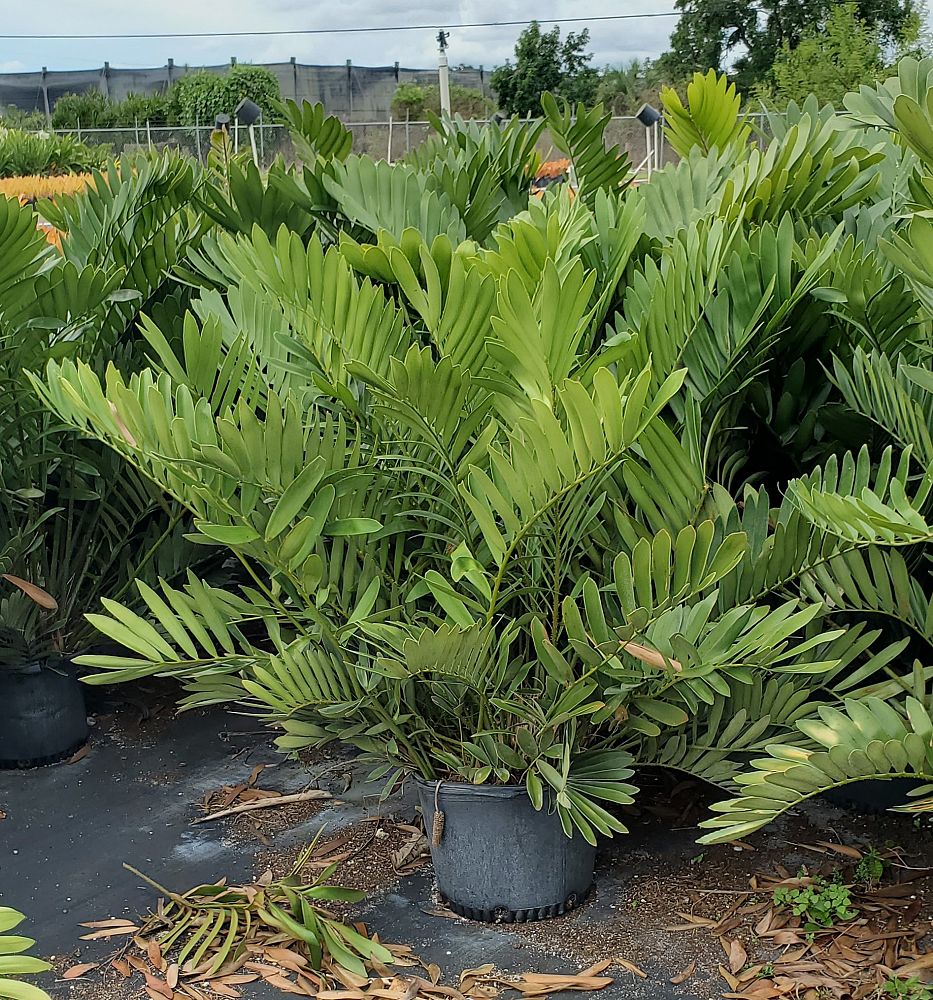 zamia-furfuracea-variegata-cardboard-palm-cycad