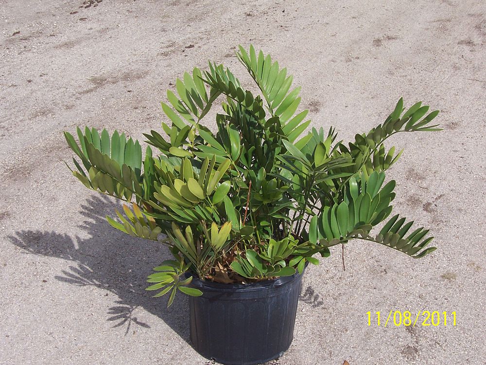 zamia-furfuracea-zamia-maritima-cardboard-palm
