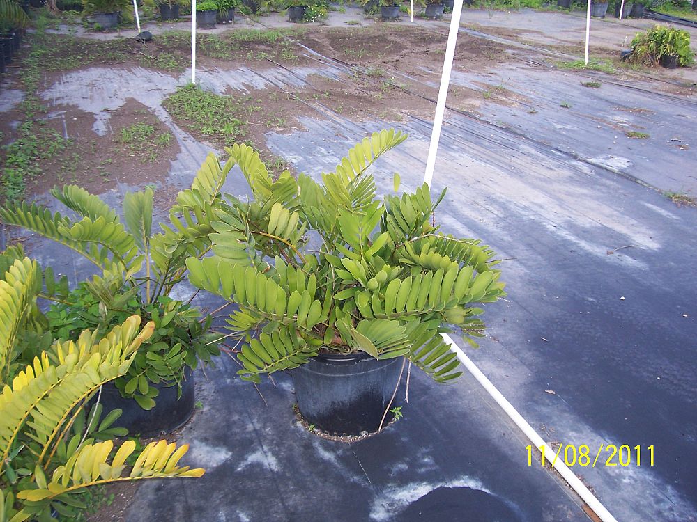 zamia-furfuracea-zamia-maritima-cardboard-palm