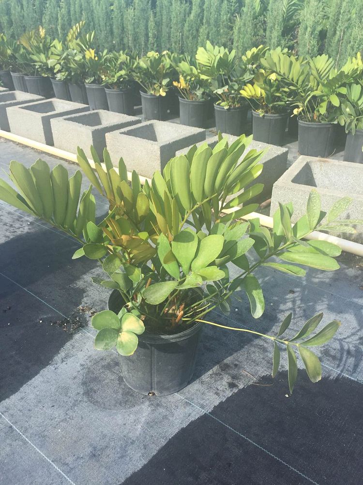 zamia-furfuracea-zamia-maritima-cardboard-palm
