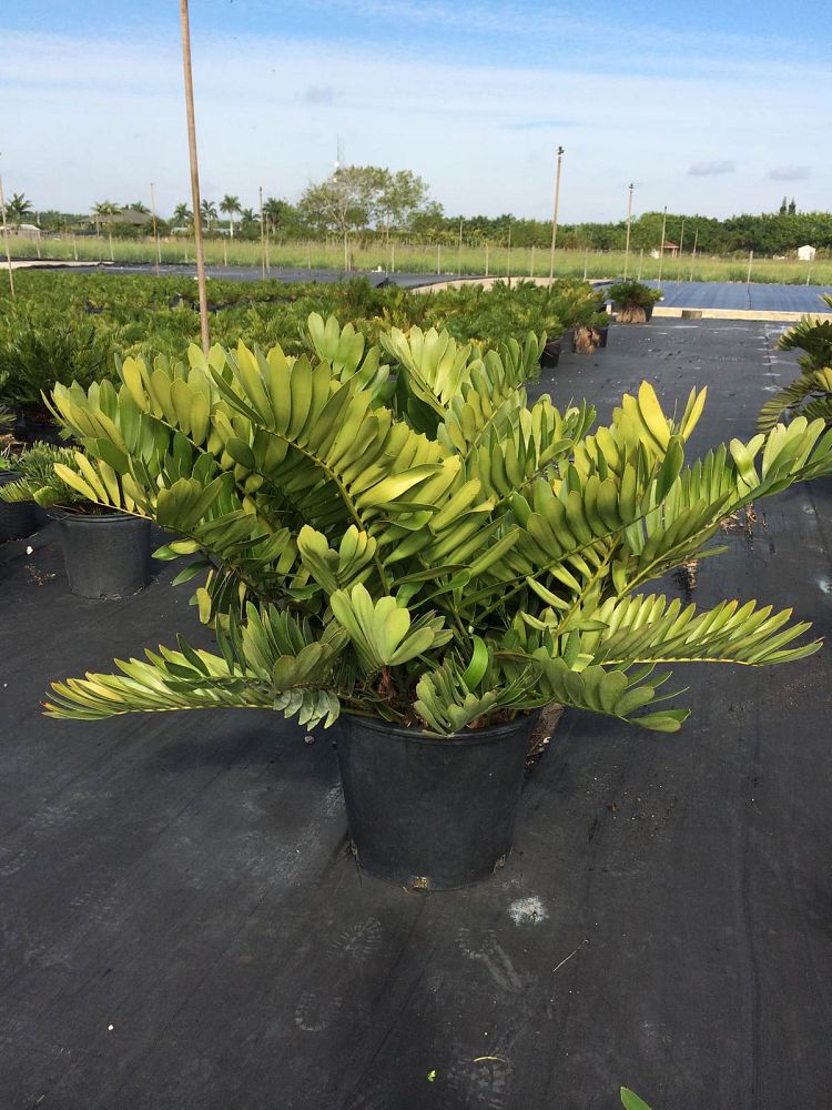 zamia-furfuracea-zamia-maritima-cardboard-palm