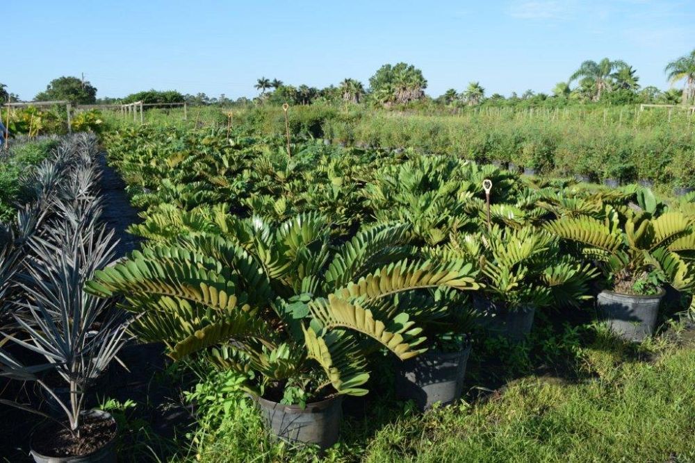 zamia-furfuracea-zamia-maritima-cardboard-palm