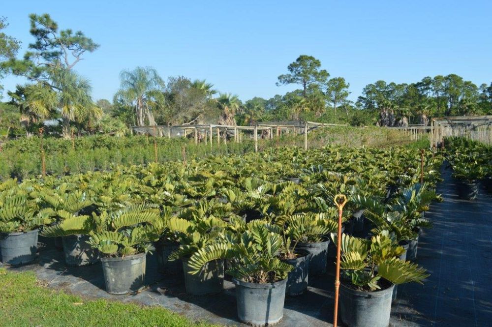 zamia-furfuracea-zamia-maritima-cardboard-palm
