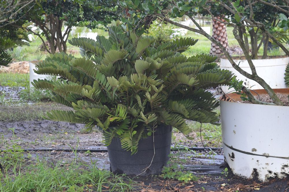 zamia-furfuracea-zamia-maritima-cardboard-palm