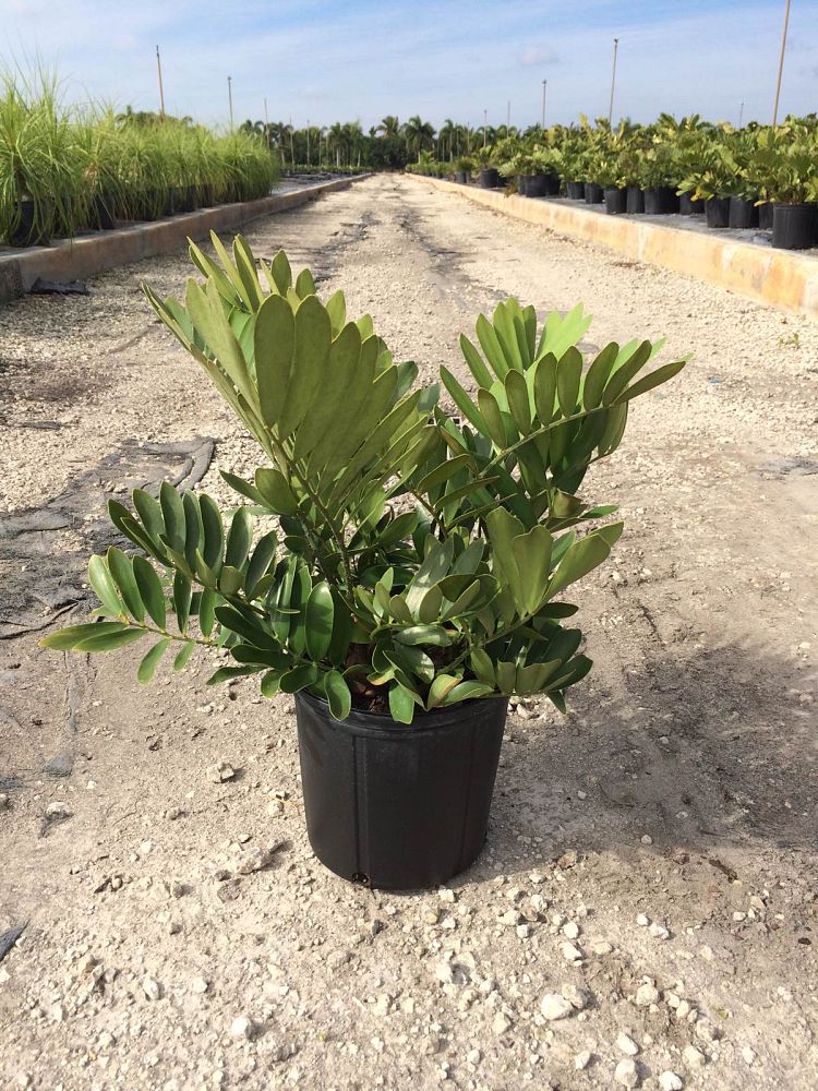 zamia-furfuracea-zamia-maritima-cardboard-palm