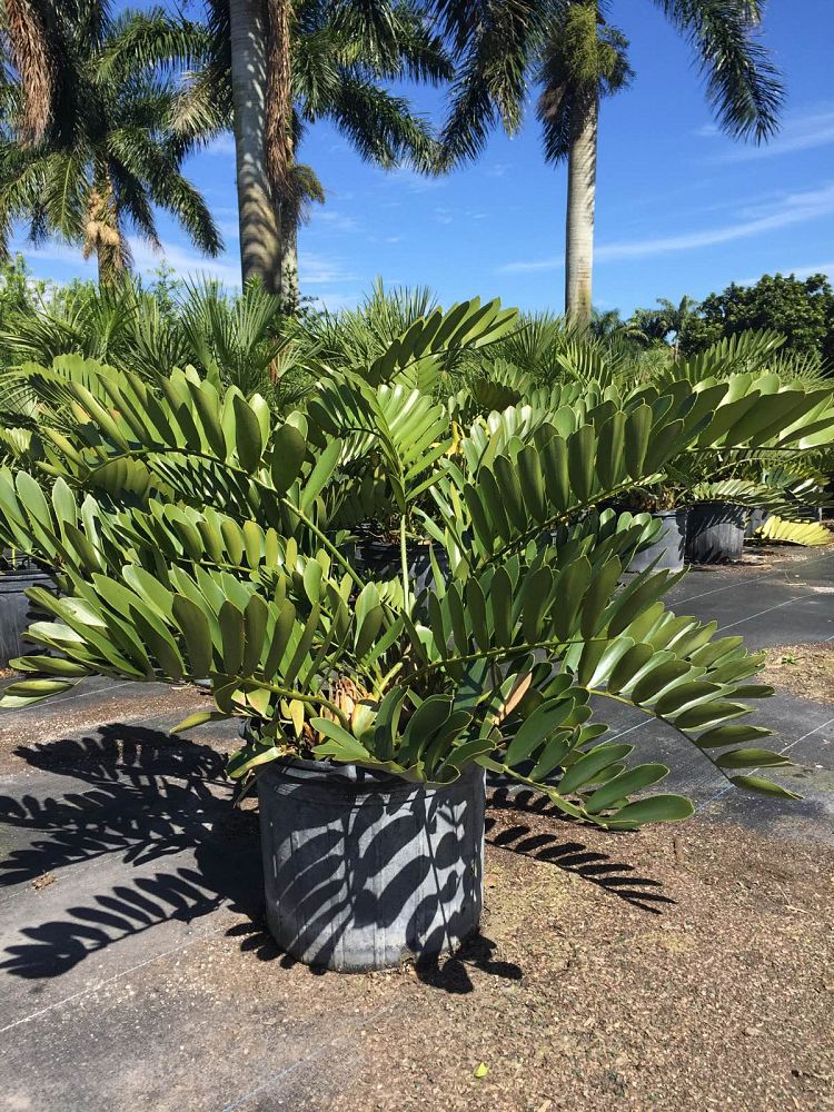 zamia-furfuracea-zamia-maritima-cardboard-palm