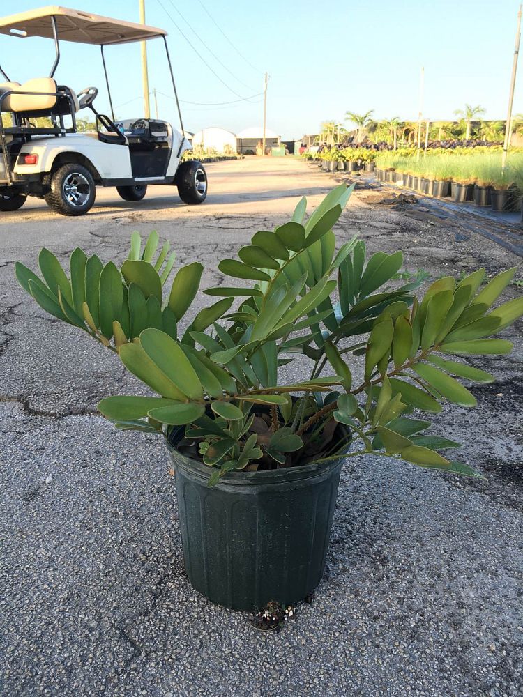 zamia-furfuracea-zamia-maritima-cardboard-palm