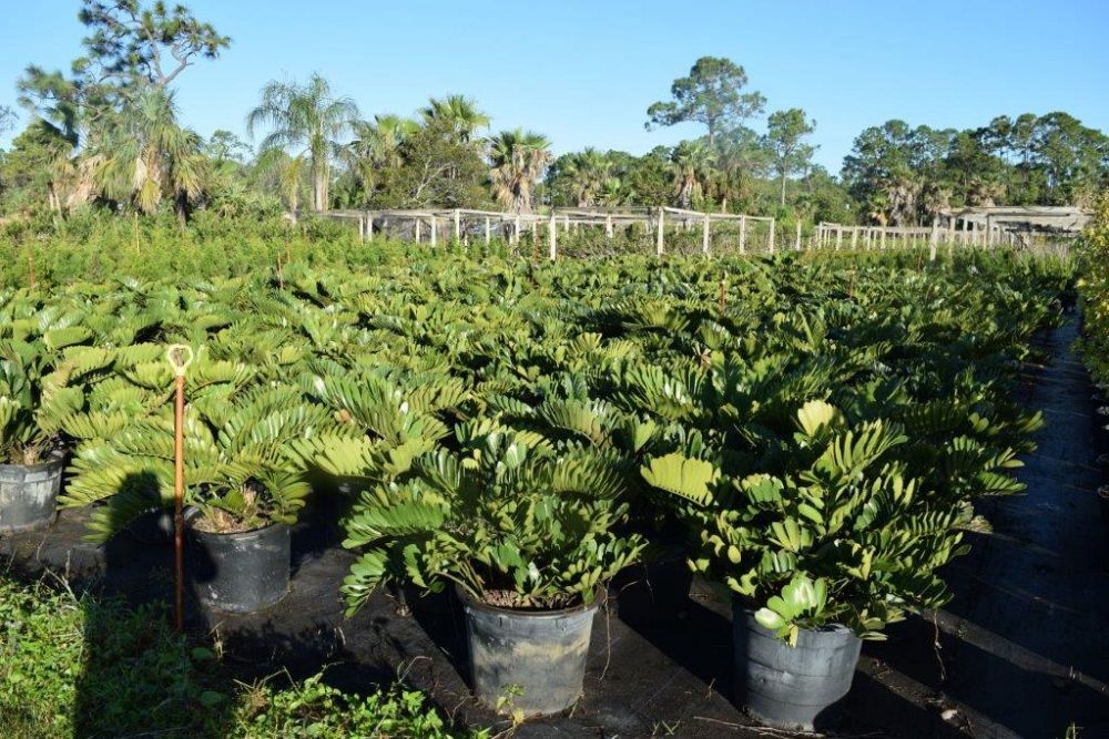 zamia-furfuracea-zamia-maritima-cardboard-palm