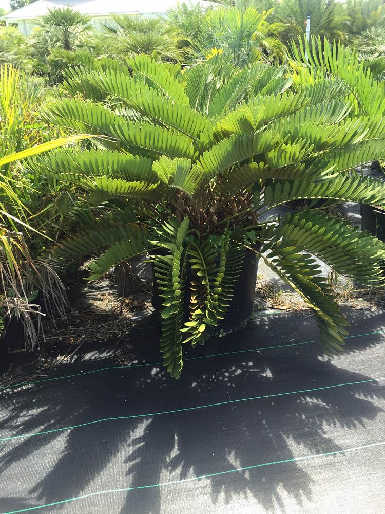 zamia-furfuracea-zamia-maritima-cardboard-palm