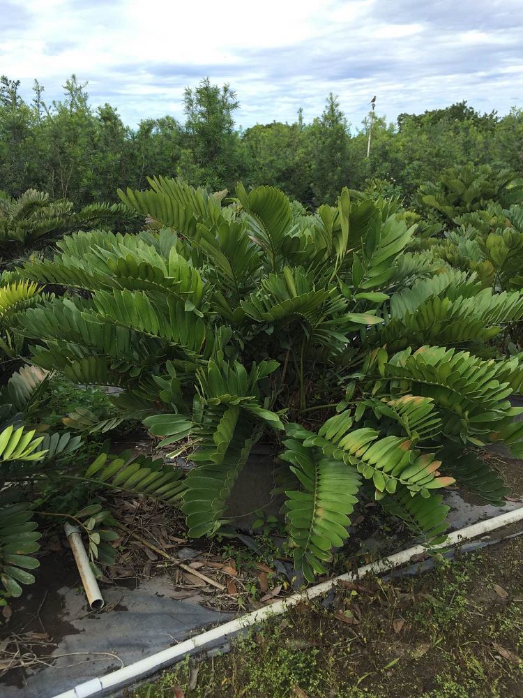 zamia-furfuracea-zamia-maritima-cardboard-palm