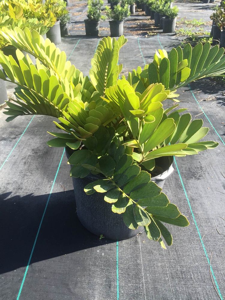 zamia-furfuracea-zamia-maritima-cardboard-palm