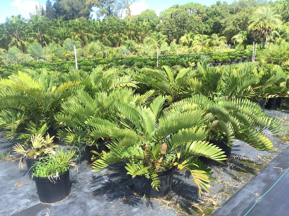 zamia-furfuracea-zamia-maritima-cardboard-palm