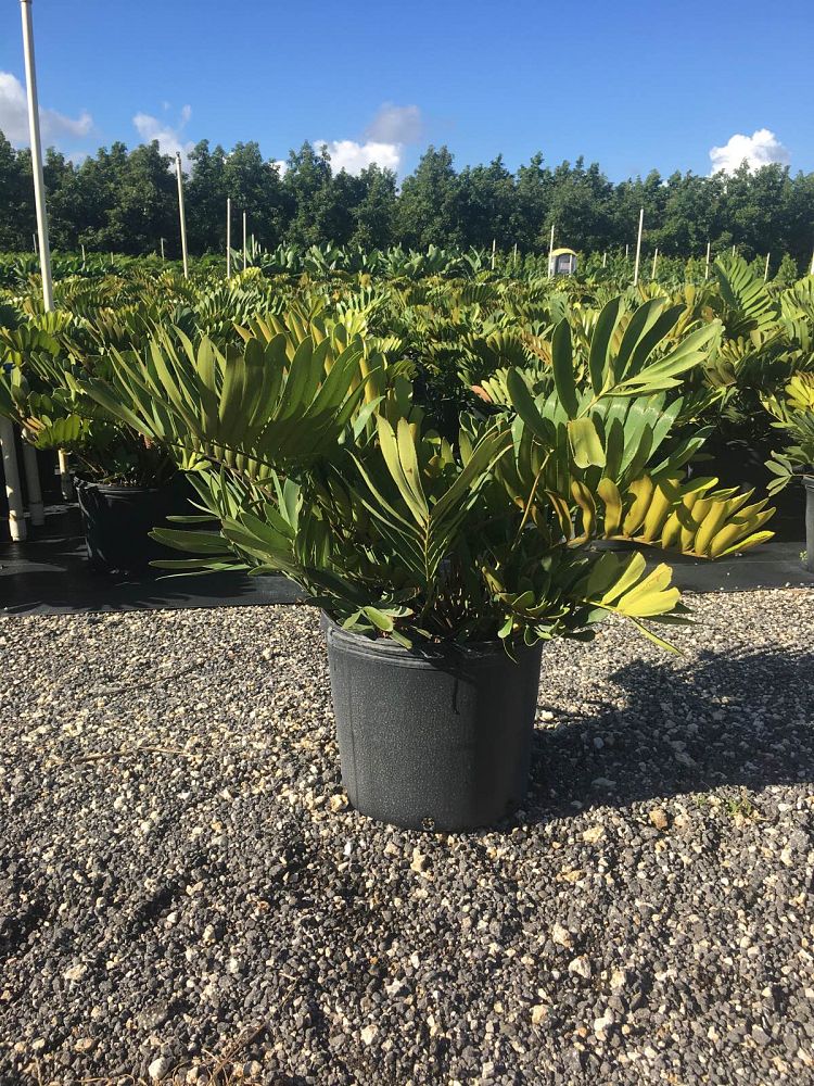 zamia-furfuracea-zamia-maritima-cardboard-palm