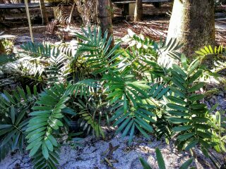 zamia-furfuracea-zamia-maritima-cardboard-palm