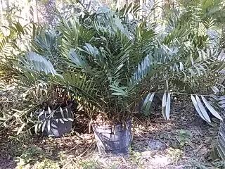 zamia-furfuracea-zamia-maritima-cardboard-palm