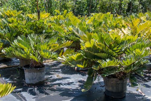 zamia-furfuracea-zamia-maritima-cardboard-palm
