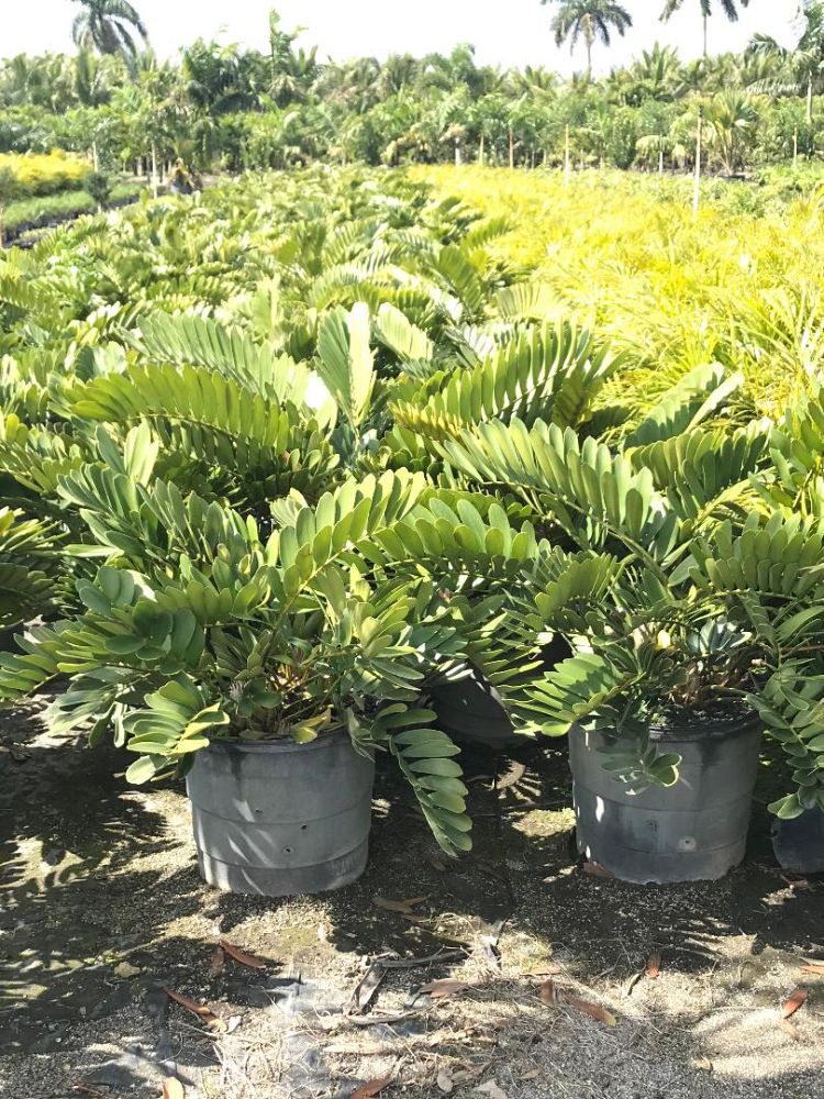 zamia-furfuracea-zamia-maritima-cardboard-palm