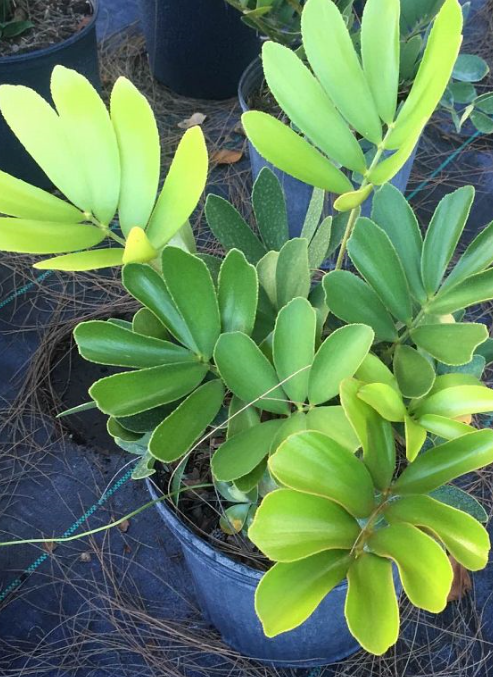 zamia-furfuracea-zamia-maritima-cardboard-palm