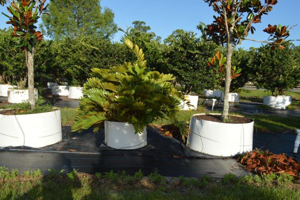 zamia-furfuracea-zamia-maritima-cardboard-palm