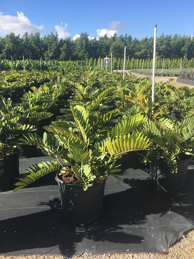 zamia-furfuracea-zamia-maritima-cardboard-palm