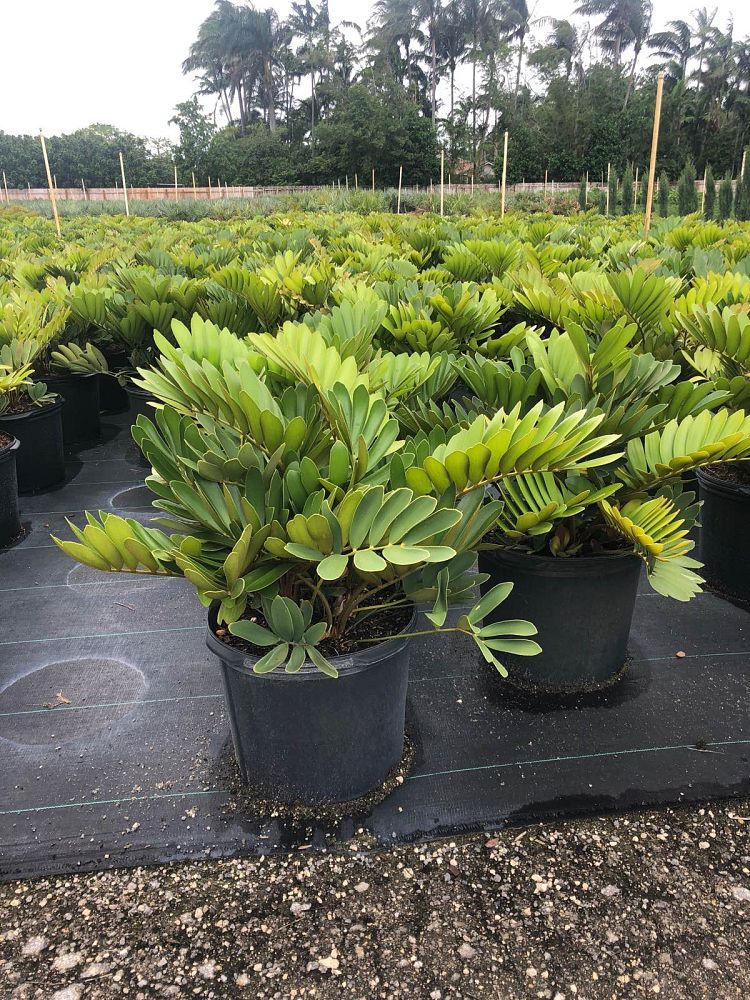 zamia-furfuracea-zamia-maritima-cardboard-palm