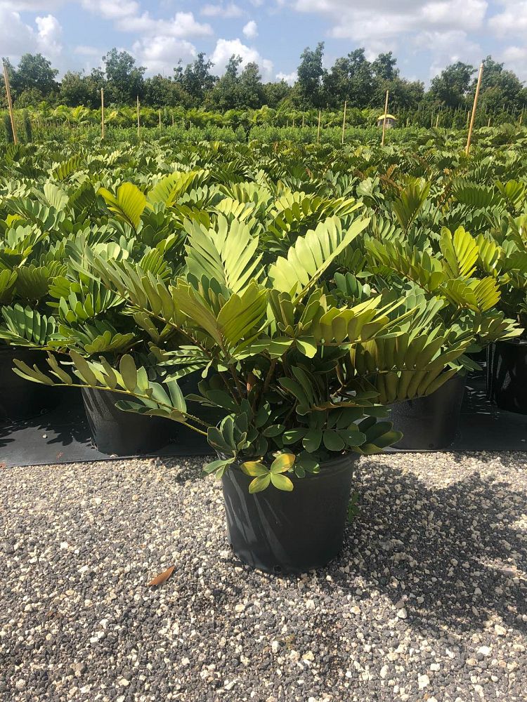 zamia-furfuracea-zamia-maritima-cardboard-palm