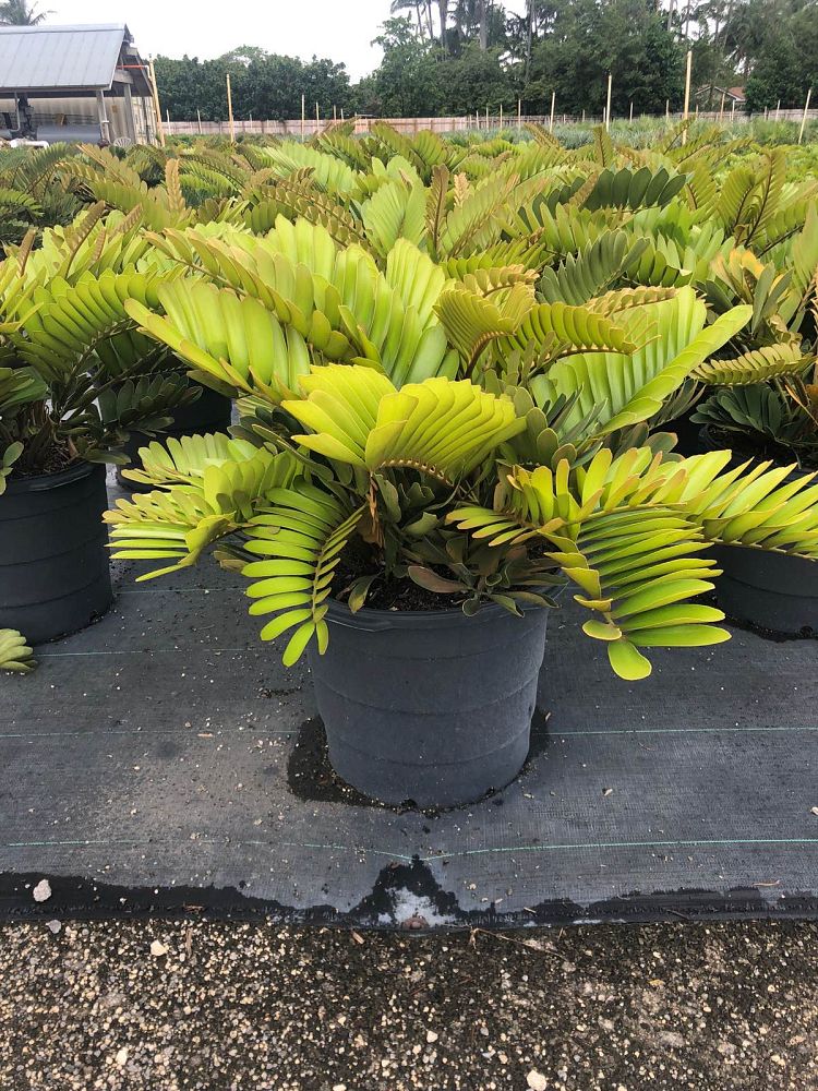 zamia-furfuracea-zamia-maritima-cardboard-palm