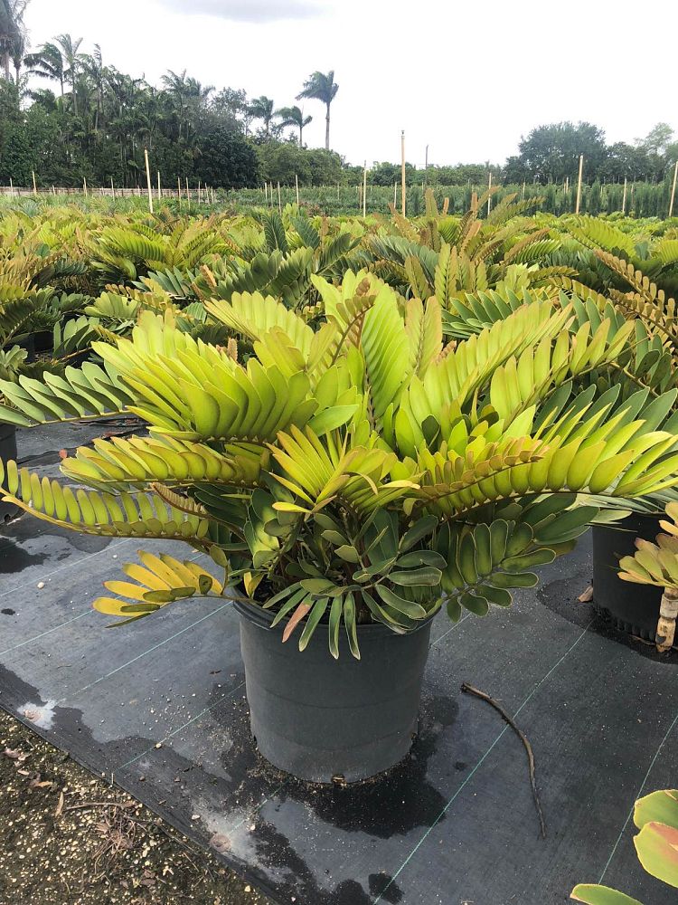 zamia-furfuracea-zamia-maritima-cardboard-palm