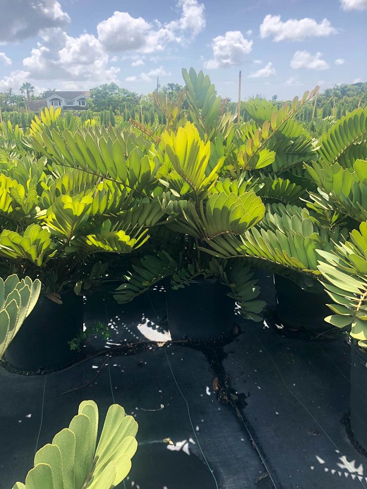zamia-furfuracea-zamia-maritima-cardboard-palm