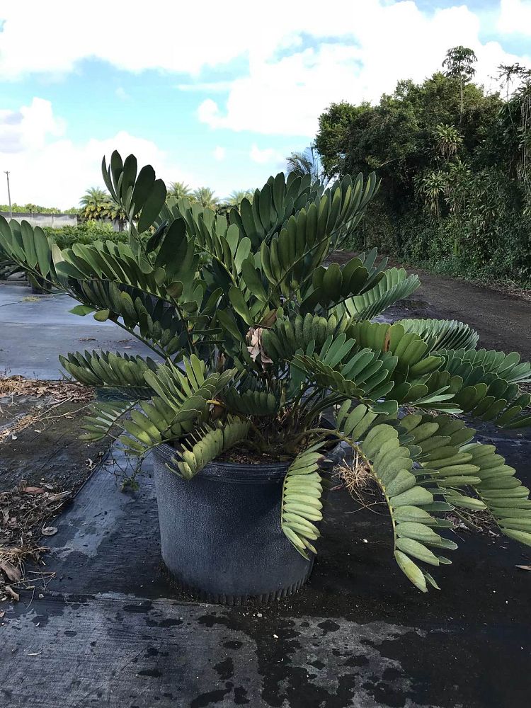 zamia-furfuracea-zamia-maritima-cardboard-palm