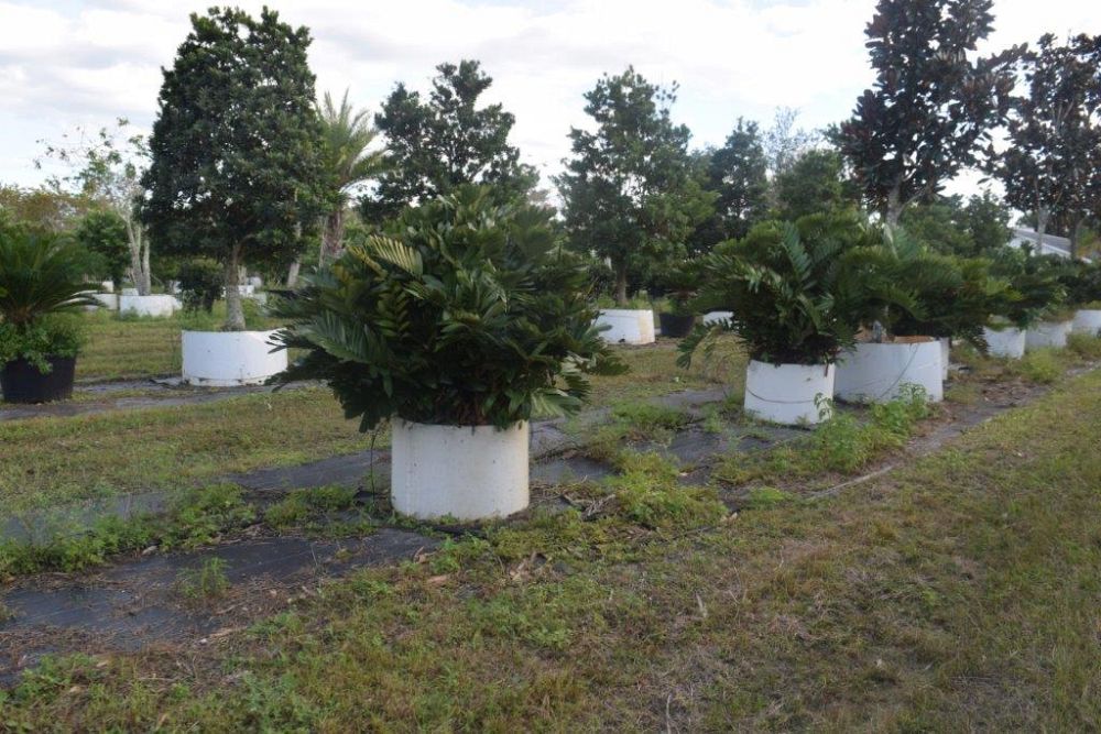 zamia-furfuracea-zamia-maritima-cardboard-palm