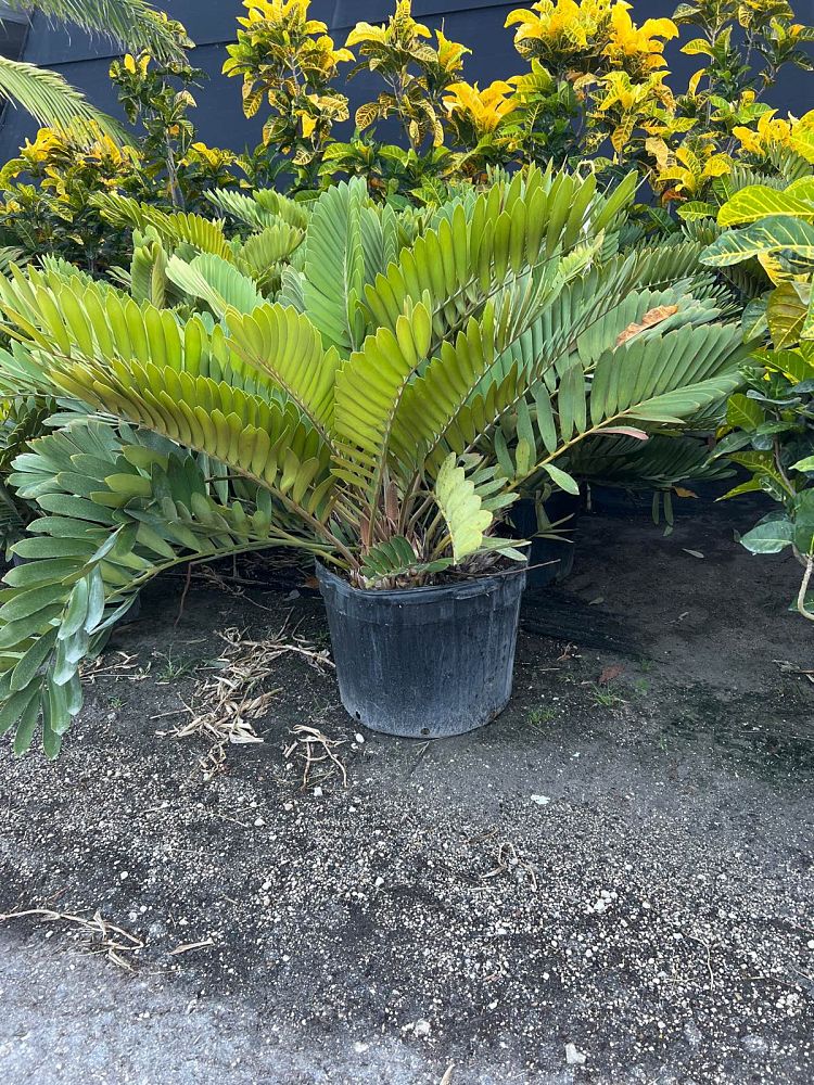 zamia-furfuracea-zamia-maritima-cardboard-palm